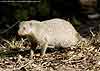 photo of banded mongoose