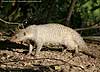 Banded mongoose, side view