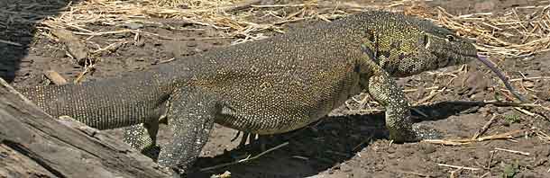 Rock monitor, Chobe National Park, Botswana