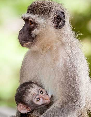 Vervet monkey suckling baby, Kruger National Park