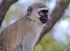 Close-up of monkey in tree