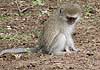 Picture of baby monkey