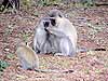 Monkeys examining grub