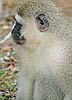 Close-up of monkey sitting