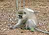 Picture of monkey foraging