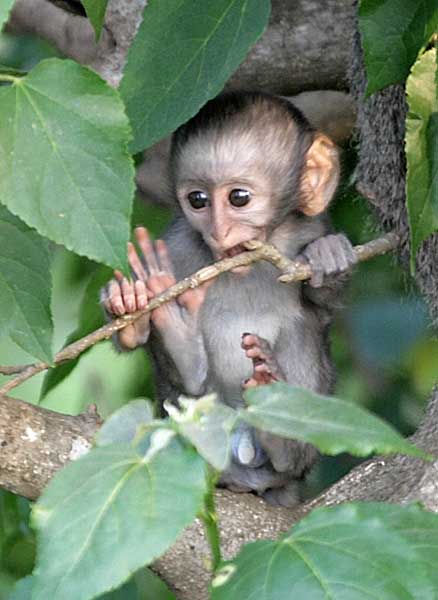 Baby vervet monkey sucking on twig