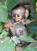 Baby monkey in tree