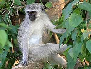 Vervet Monkey