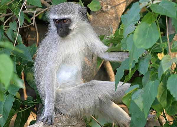 Monkey in leafy tree