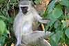 Monkey in tree