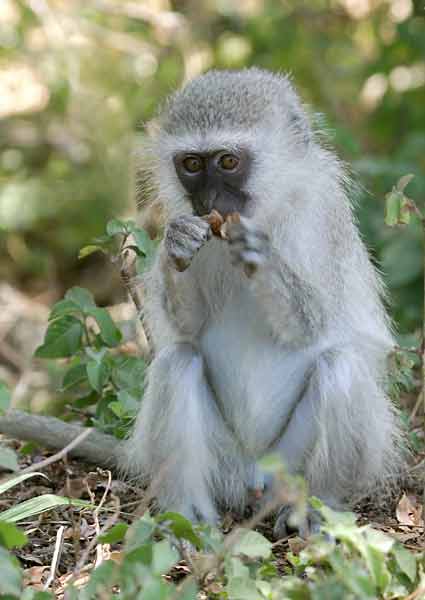 Monkey nibbling on seed pod