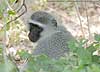 Vervet monkey, head shot