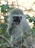 Young vervet monkey