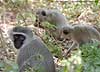 Monkeys foraging for food