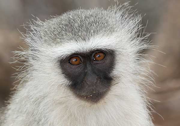 Vervet monkey portrait, Kruger National Park, South Africa