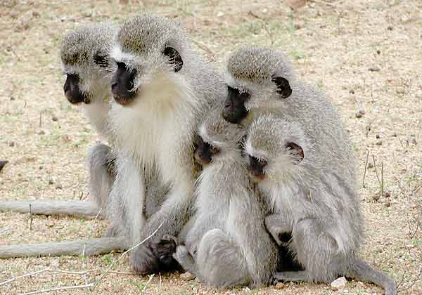 Monkey family in a huggle