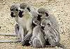 Monkey family in a huddle