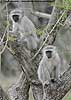 Monkey pair in tree