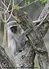 Vervet monkey in tree