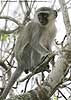 Monkey crouching in tree