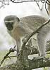 Monkey on tree branch