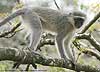 Vervet monkey in tree