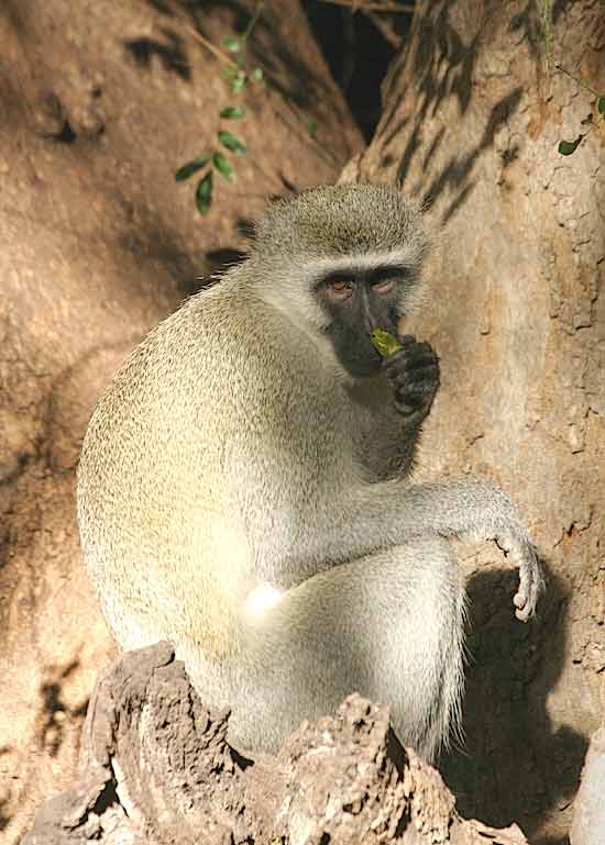Monkey in tree - image