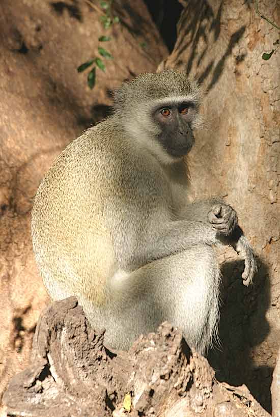 Adult Vervet Monkey - graphic