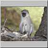 Vervet monkey, Tuli Block, Botswana