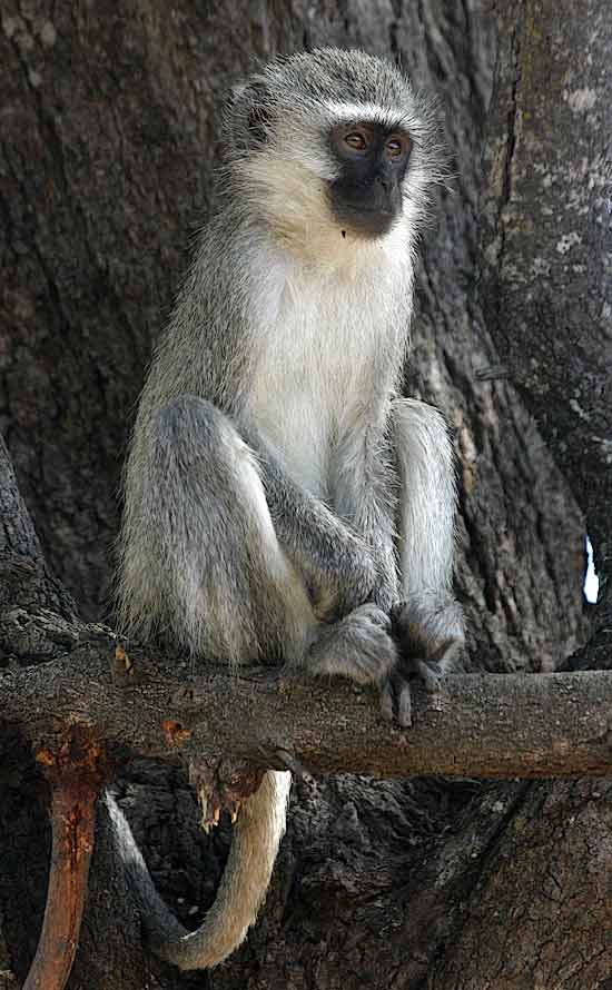 Monkey sitting upright on tree branch
