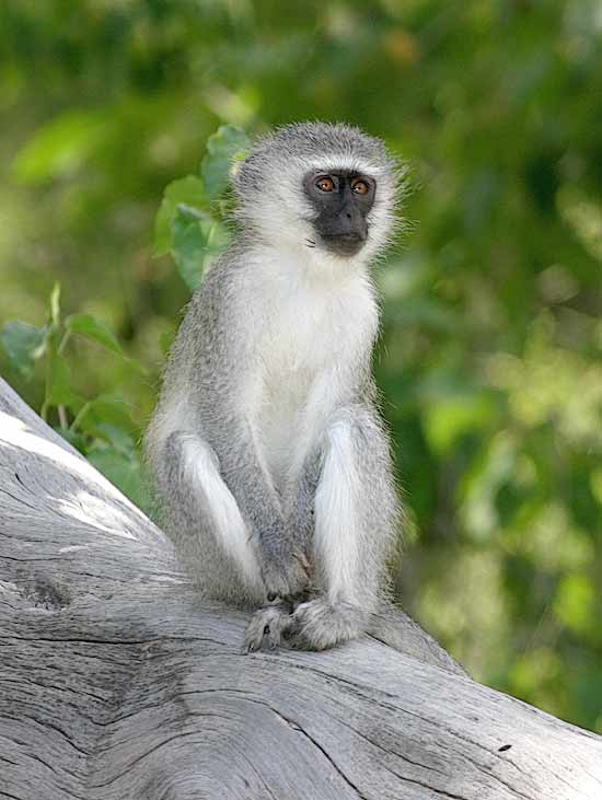 Vervet monkey on tree stump