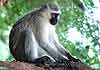 Vervet monkey on tree stump