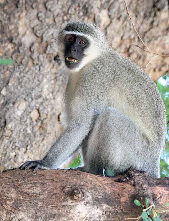 Vervet monkey