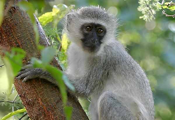 Monkey clinging to tree trunk