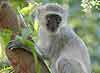 Monkey in tree
