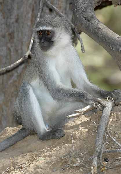 Monkey sitting at base of tree