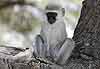vervet monkey sitting on tree branch