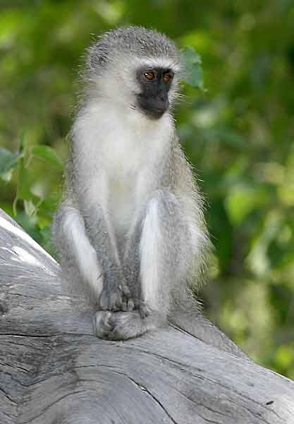 Young monkey sitting on tree stump