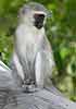 Juvenile monkey on tree stump