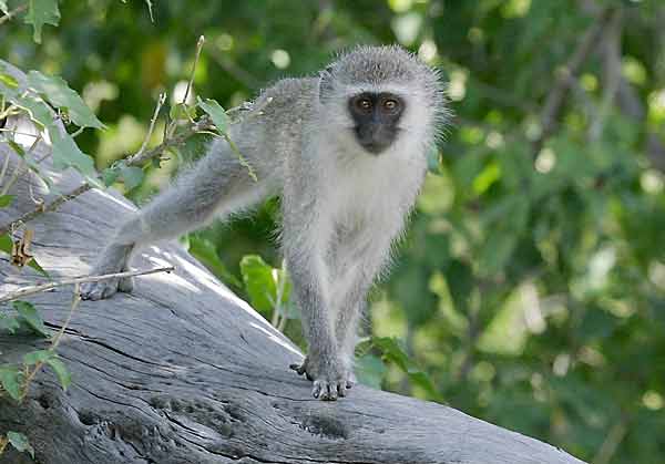 Young monkey on tree stump