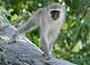 vervet monkey on tree trunk
