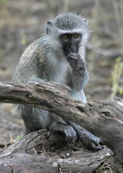 Monkey with hand to its mouth