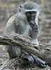 Monkey on tree stump