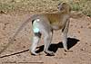 Vervet Monkey with blue testicles