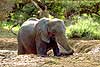 Photo of elephant enjoying mud bath, Botswana