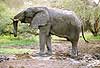 Photo of mud-covered elephant, Tuli Block, Botswana