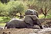 Elephants enjoying mud bath, Tuli Block, Botswana