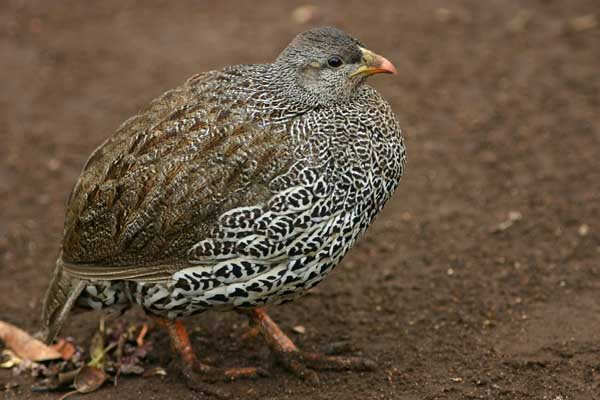 Natal Francolin