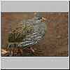 natal francolin