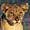 baby lion nav pic